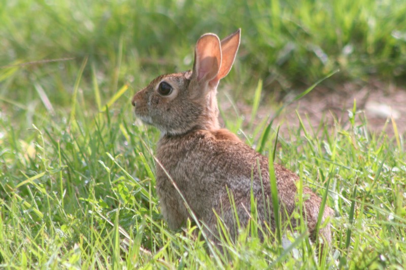 Wabbit