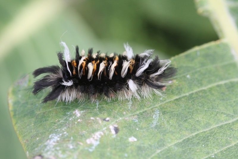 Milkweed Tussuck Caterpillar