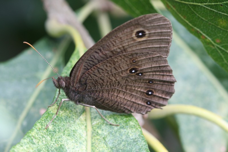 Common Wood-Nymph