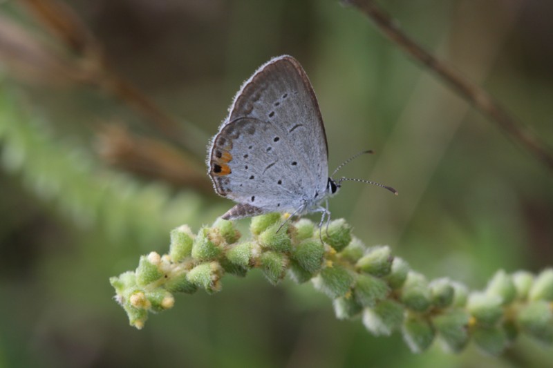 Eastern Tailed-Blue