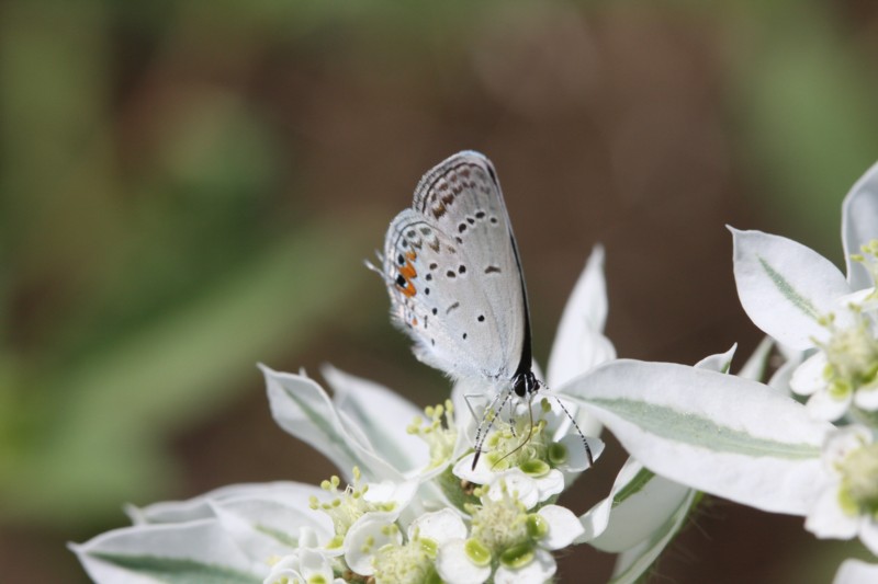 Eastern Tailed-Blue