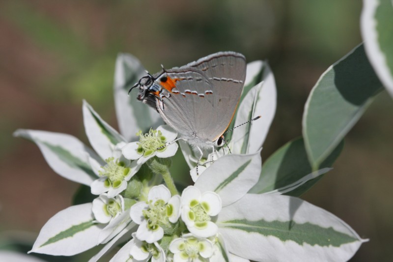 Gray Hairstreak