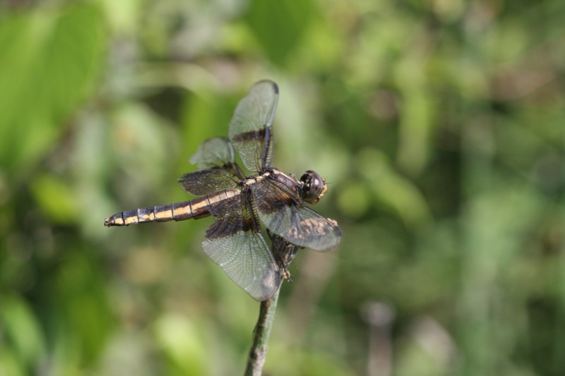 Widow Skimmer (female)