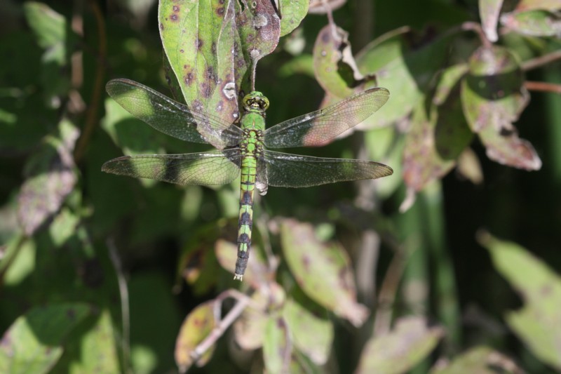 Eastern Pondhawk (female)