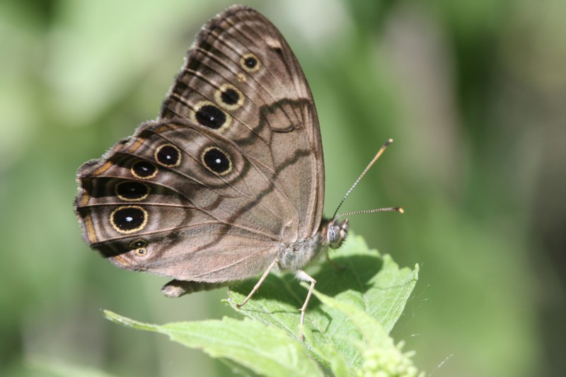 Northern Pearly-Eye