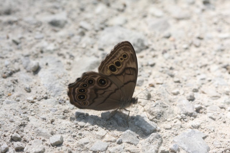 Northern Pearly-Eye