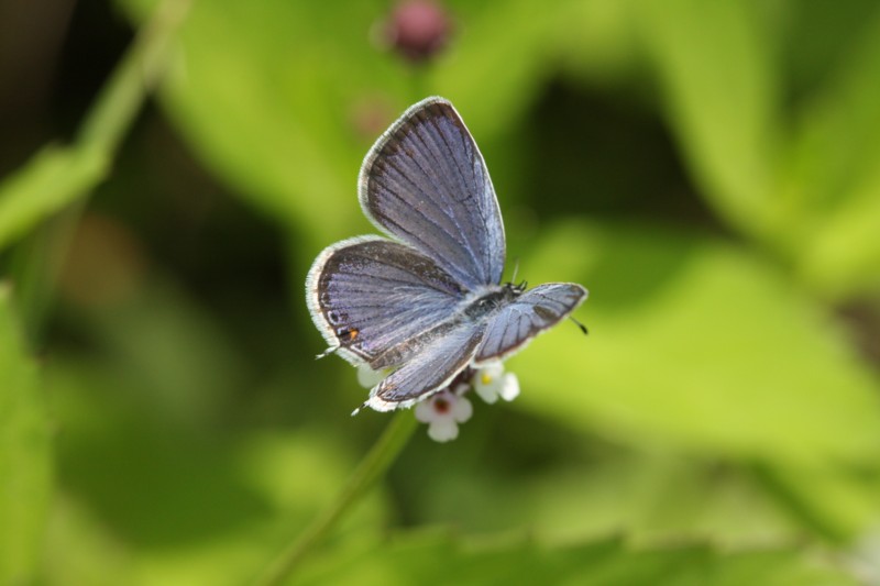 Eastern Tailed- Blue