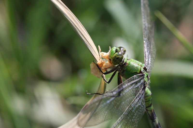 Eastern Pondhawk (female) With Prey