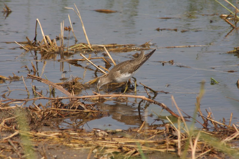 Solitary Sandpiper