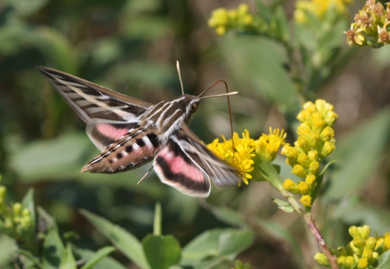 White-Lined Sphinx Hummingbird Moth