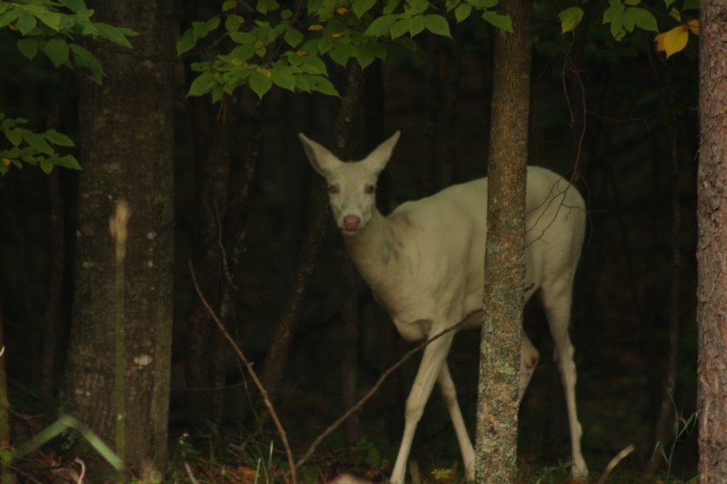 Albino Deer