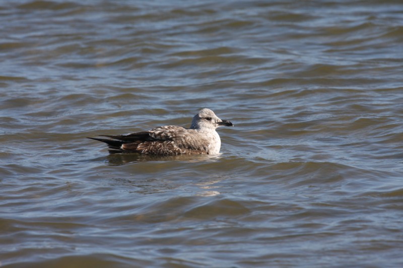 Herring Gull (first winter)