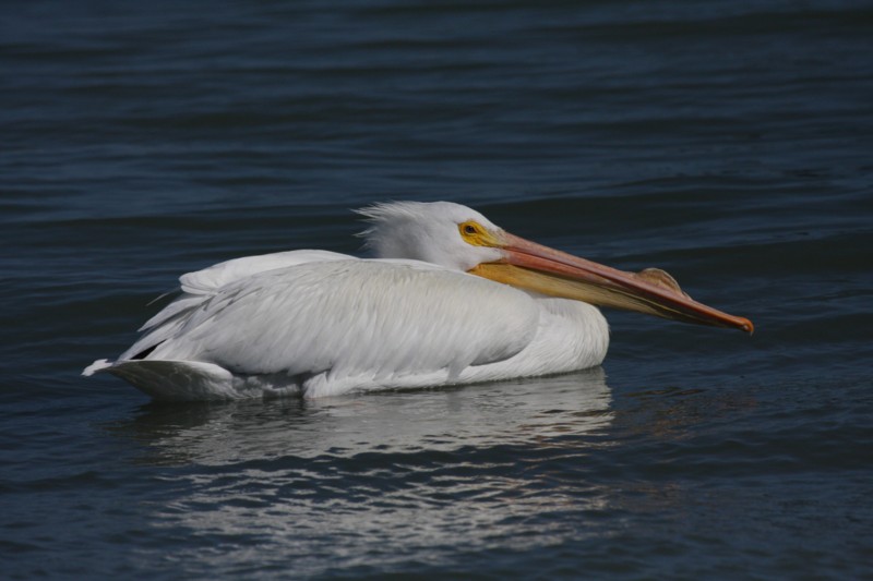 American white pelican