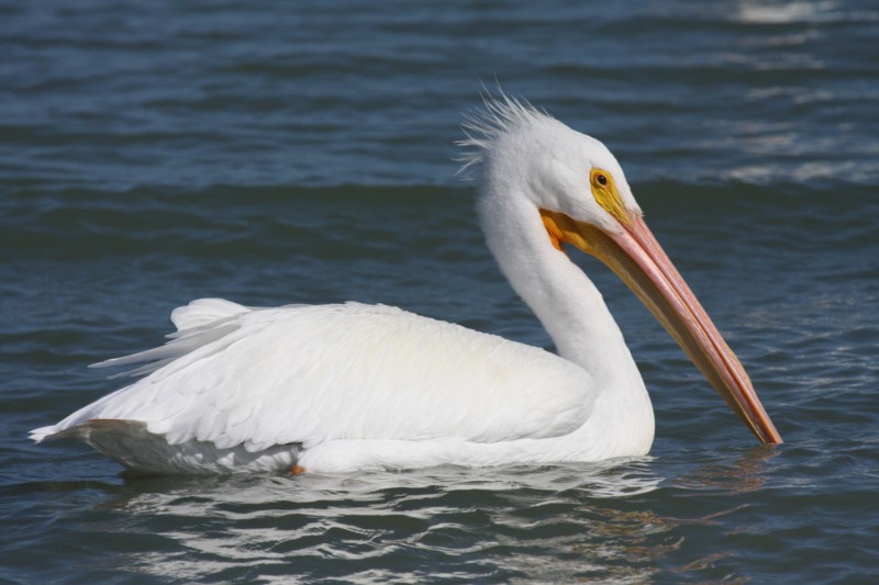 American white pelican