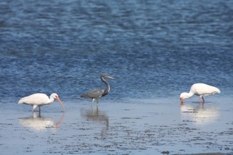 White ibis and Tricolored heron