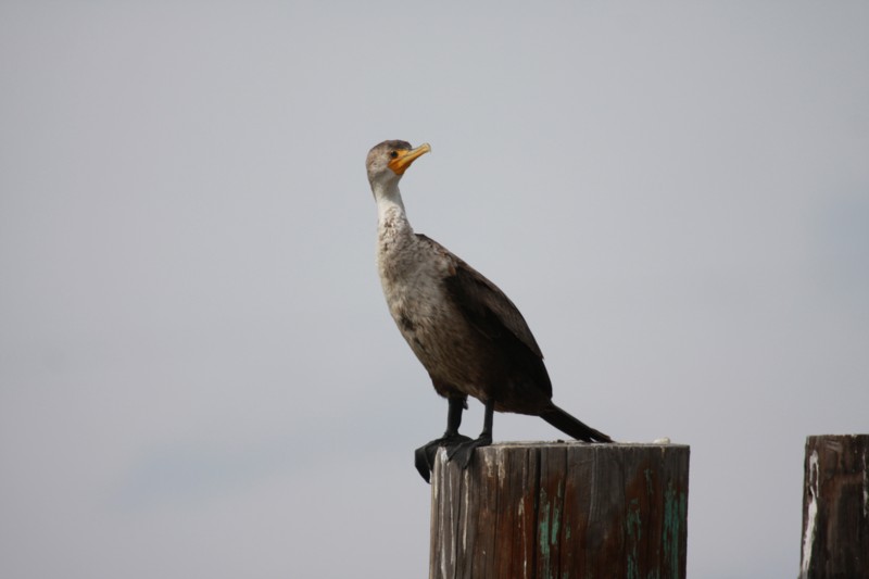 Double-crested Cormorant