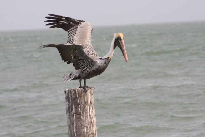 Brown Pelican