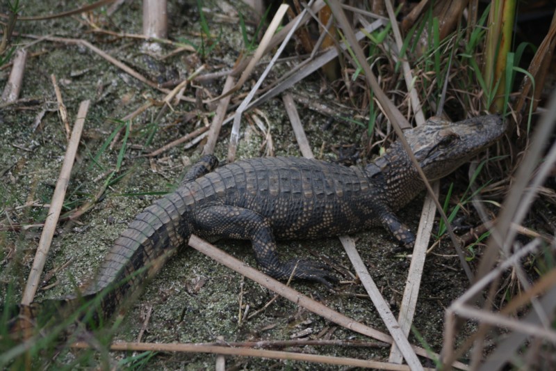 Young Alligator