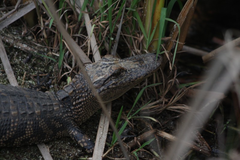 Young Alligator