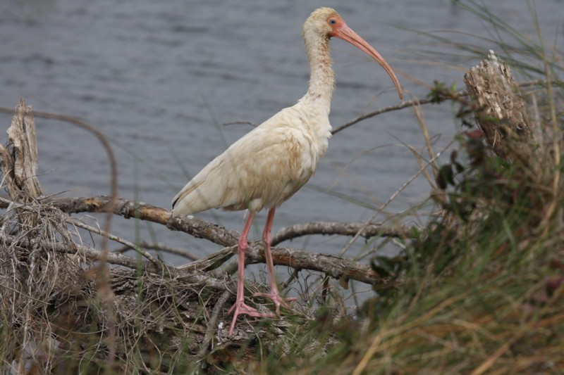 White ibis