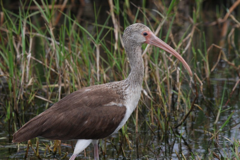 White ibis