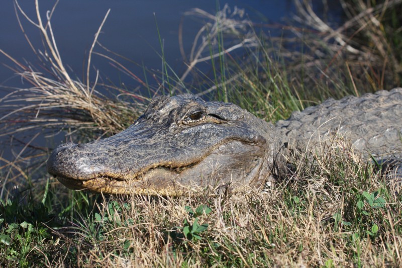 Alligator