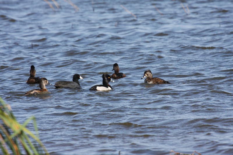 Ring-necked Ducks