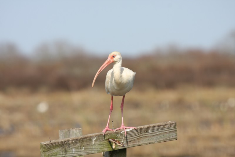 White ibis