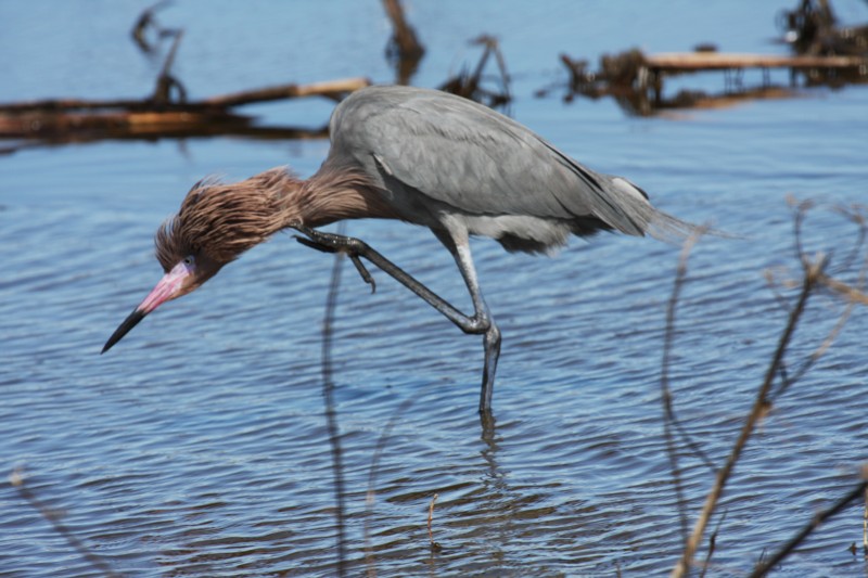 Reddish egret