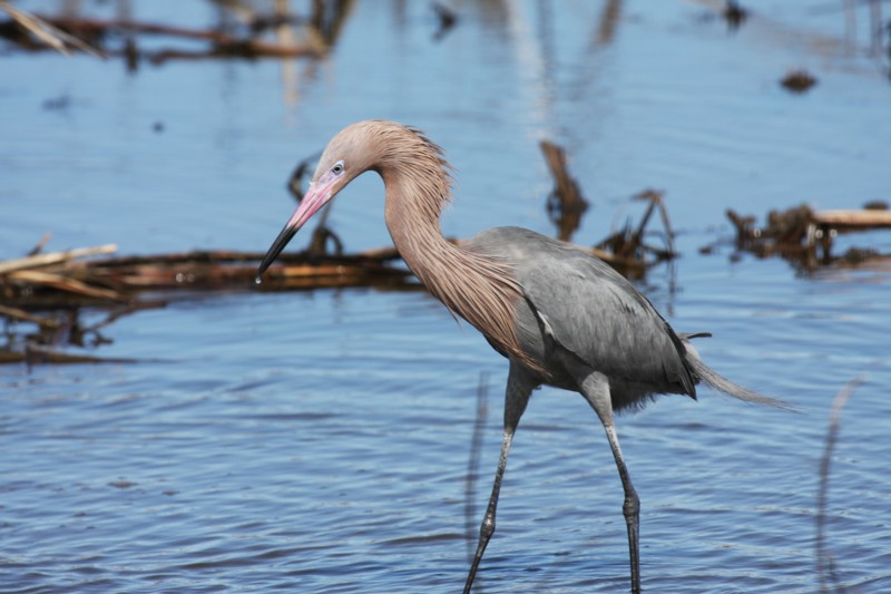 Reddish Egret