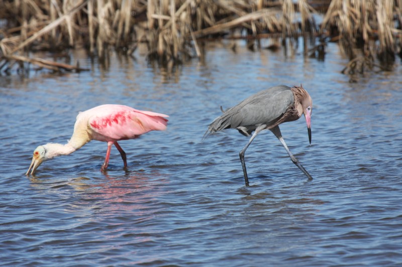 Roseate spoonbill and Reddish egret