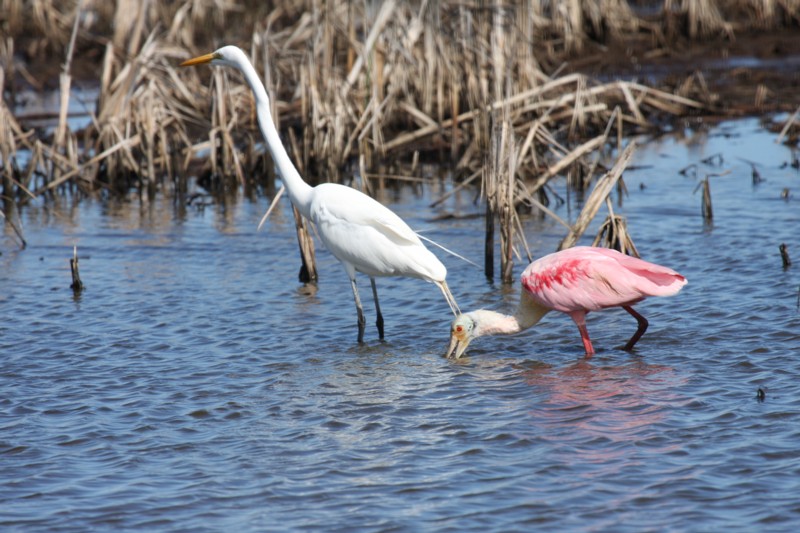 Great egret and Roseate spoonbill