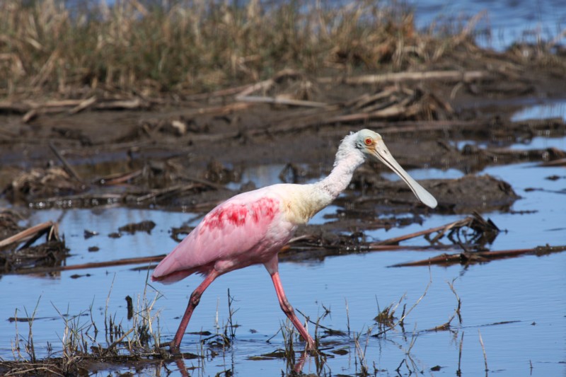 Roseate spoonbill