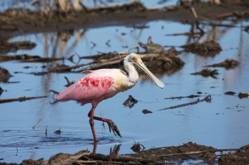 Roseate spoonbill