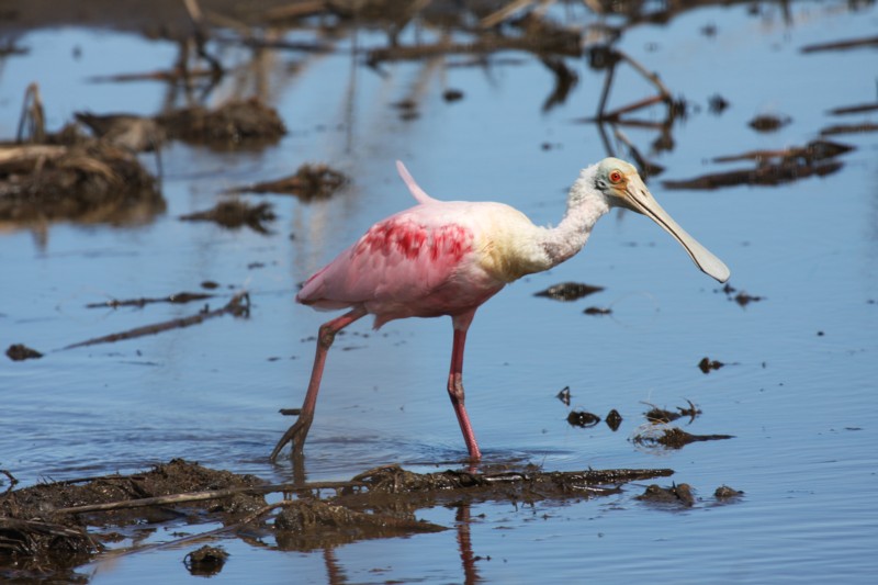 Roseate spoonbill