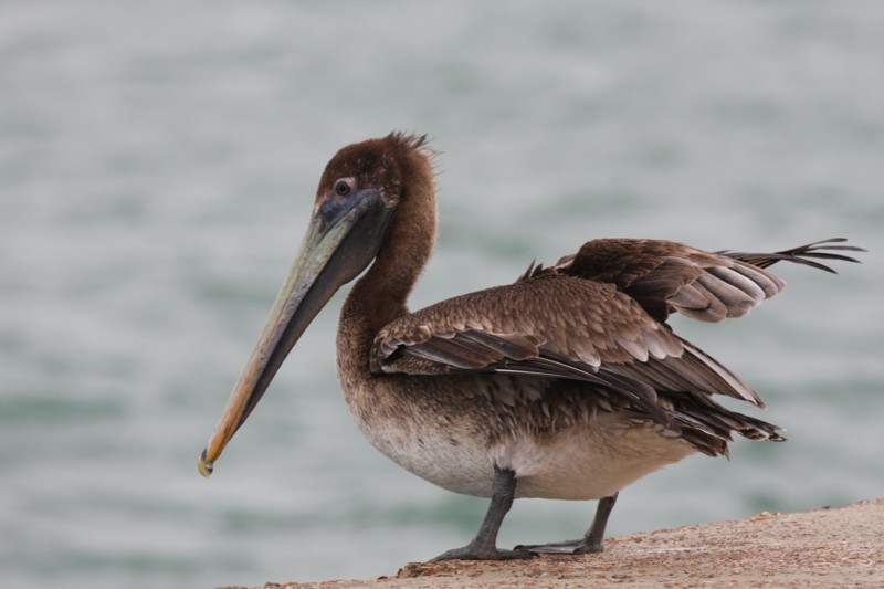 Brown Pelican (immature)