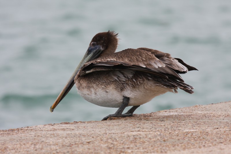 Brown Pelican (immature)
