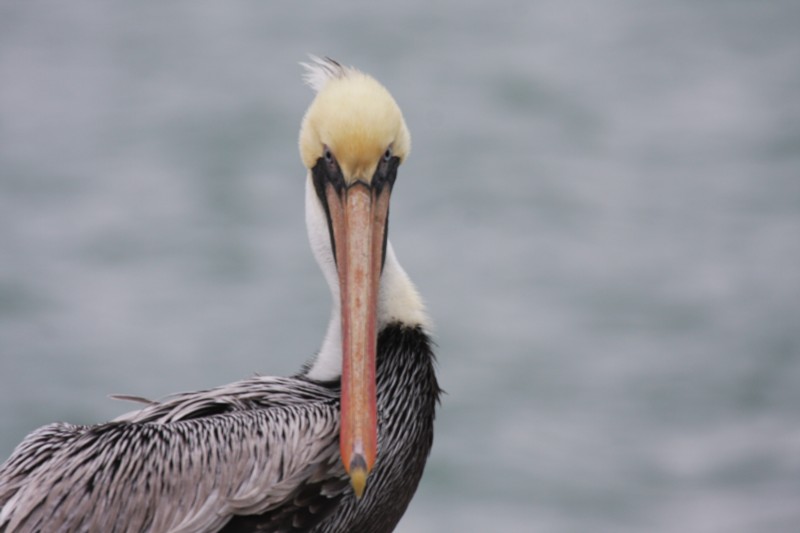 Brown Pelican