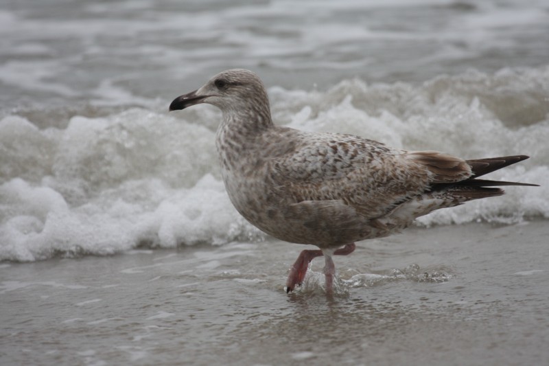 Herring Gull (immature)