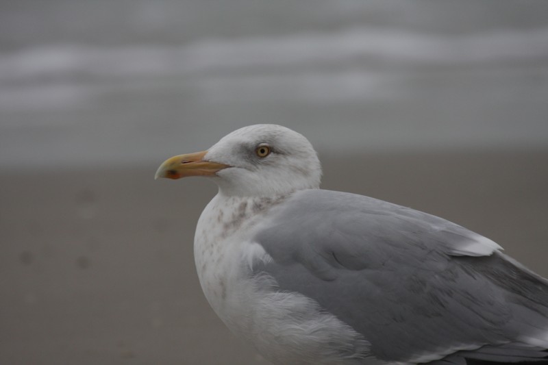 Herring Gull