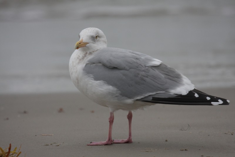 Herring Gull