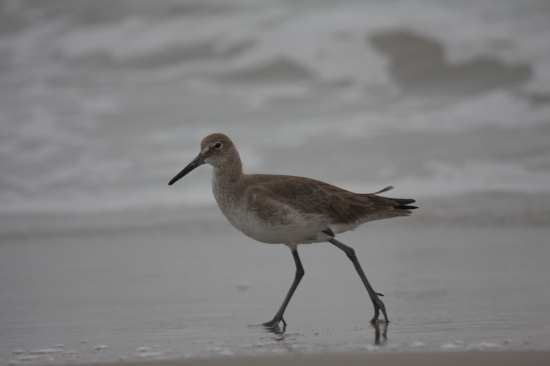 Willet