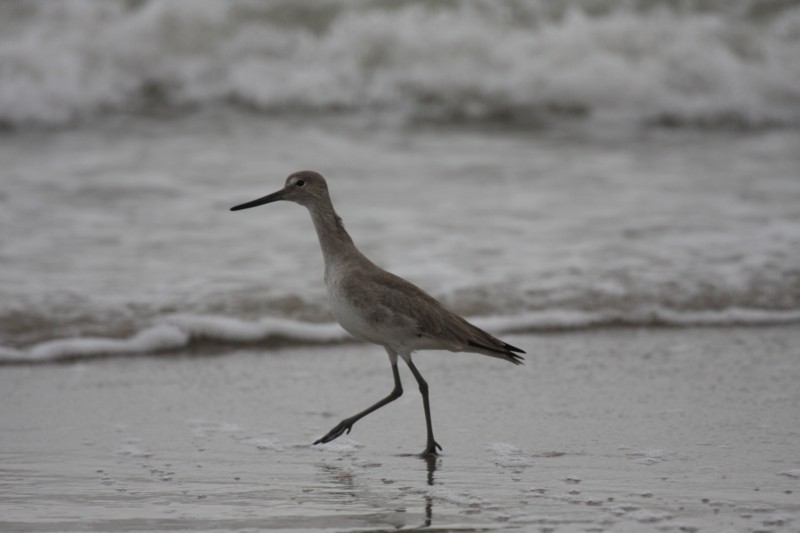 Willet