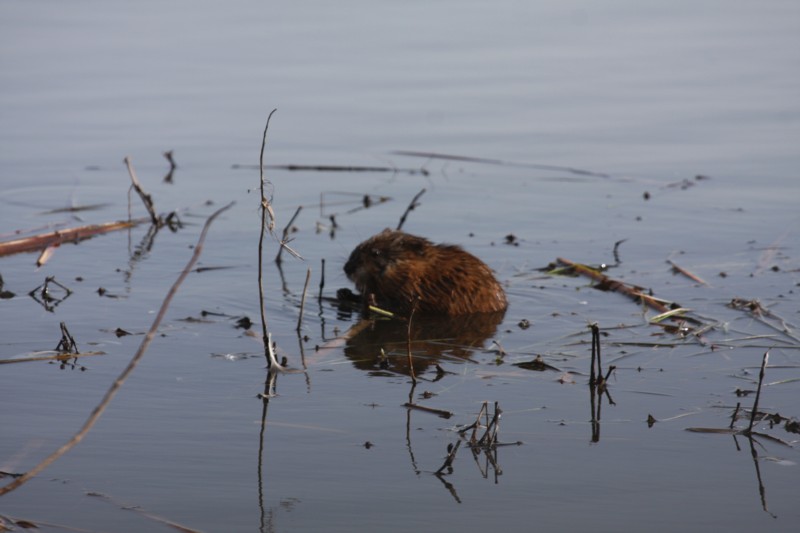Muskrat