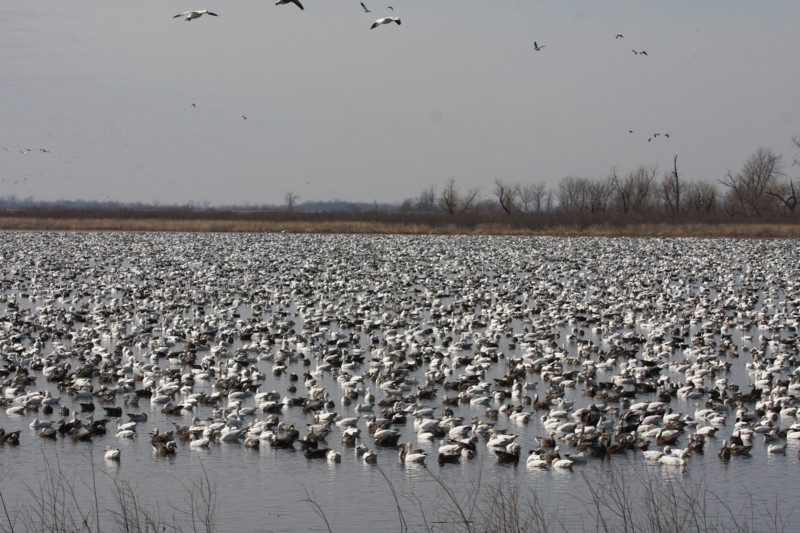 Snow geese