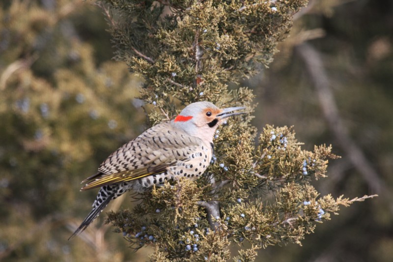 Northern Flicker