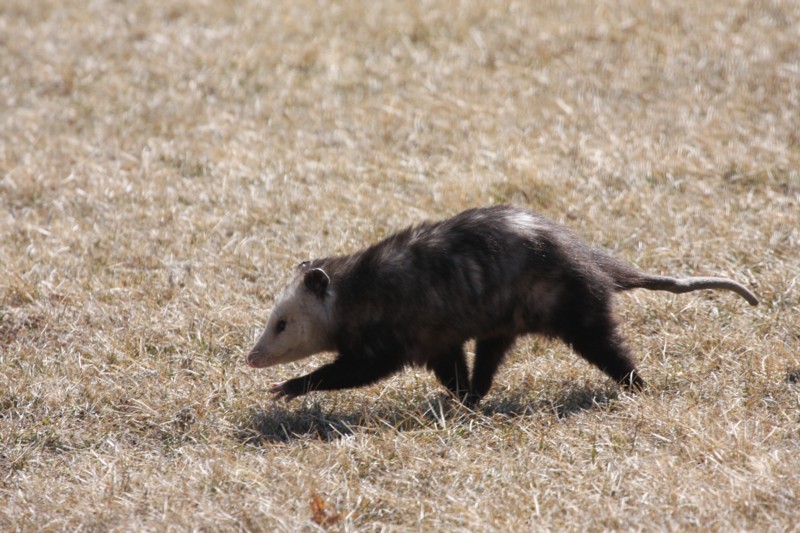 Opossum