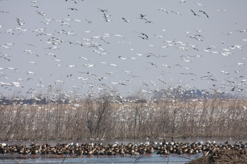 Greater white-fronted, Canada, and Snow geese
