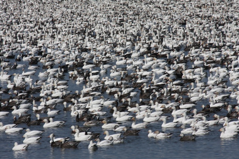 Snow geese