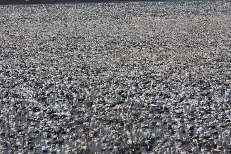 Snow geese